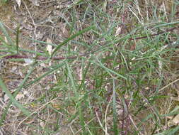 Image of <i>Senecio <i>linearifolius</i></i> var. linearifolius