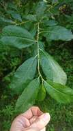 Image of tea-leaved willow