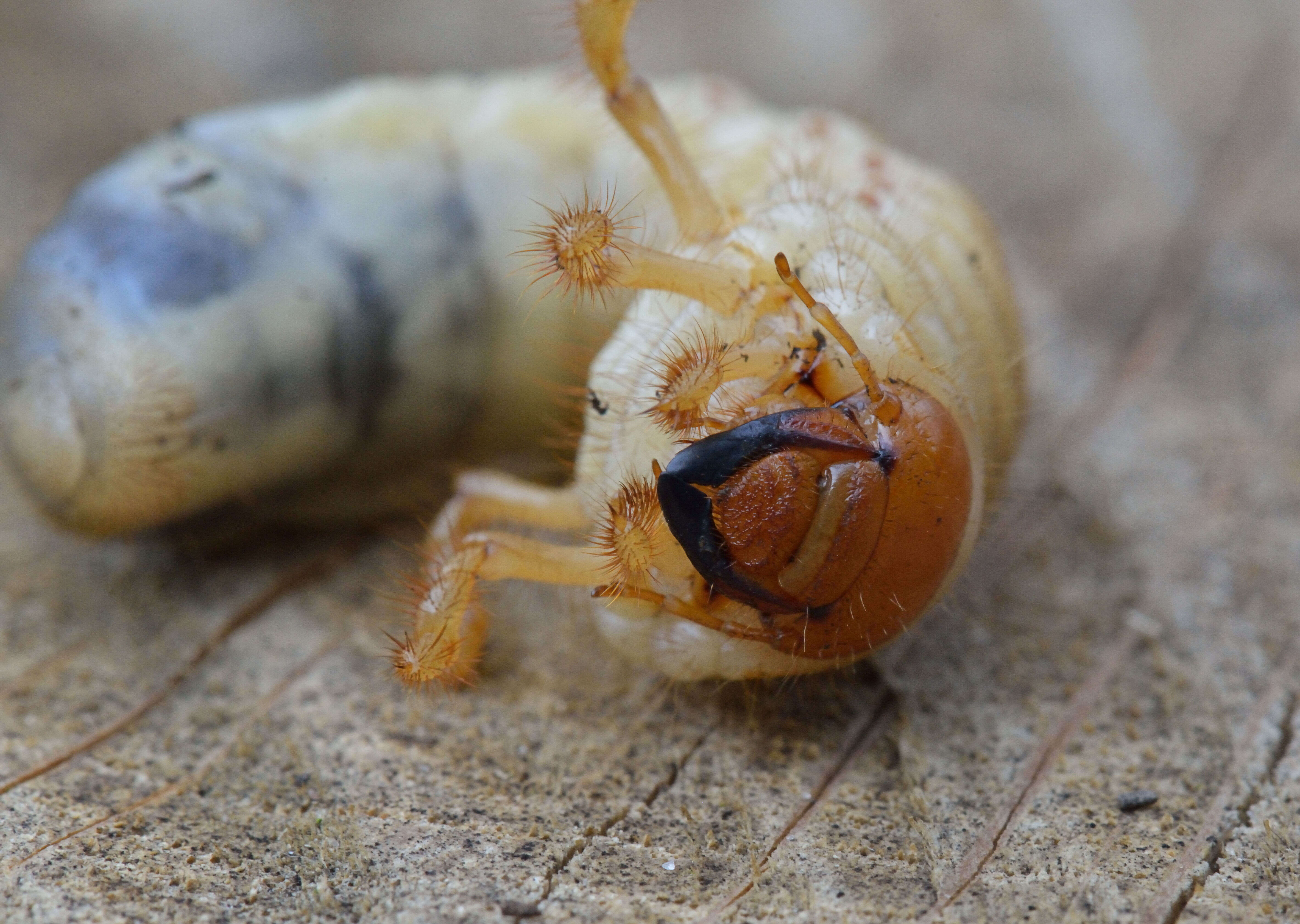 Image of Common cockchafer