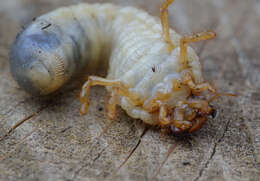 Image of Common cockchafer