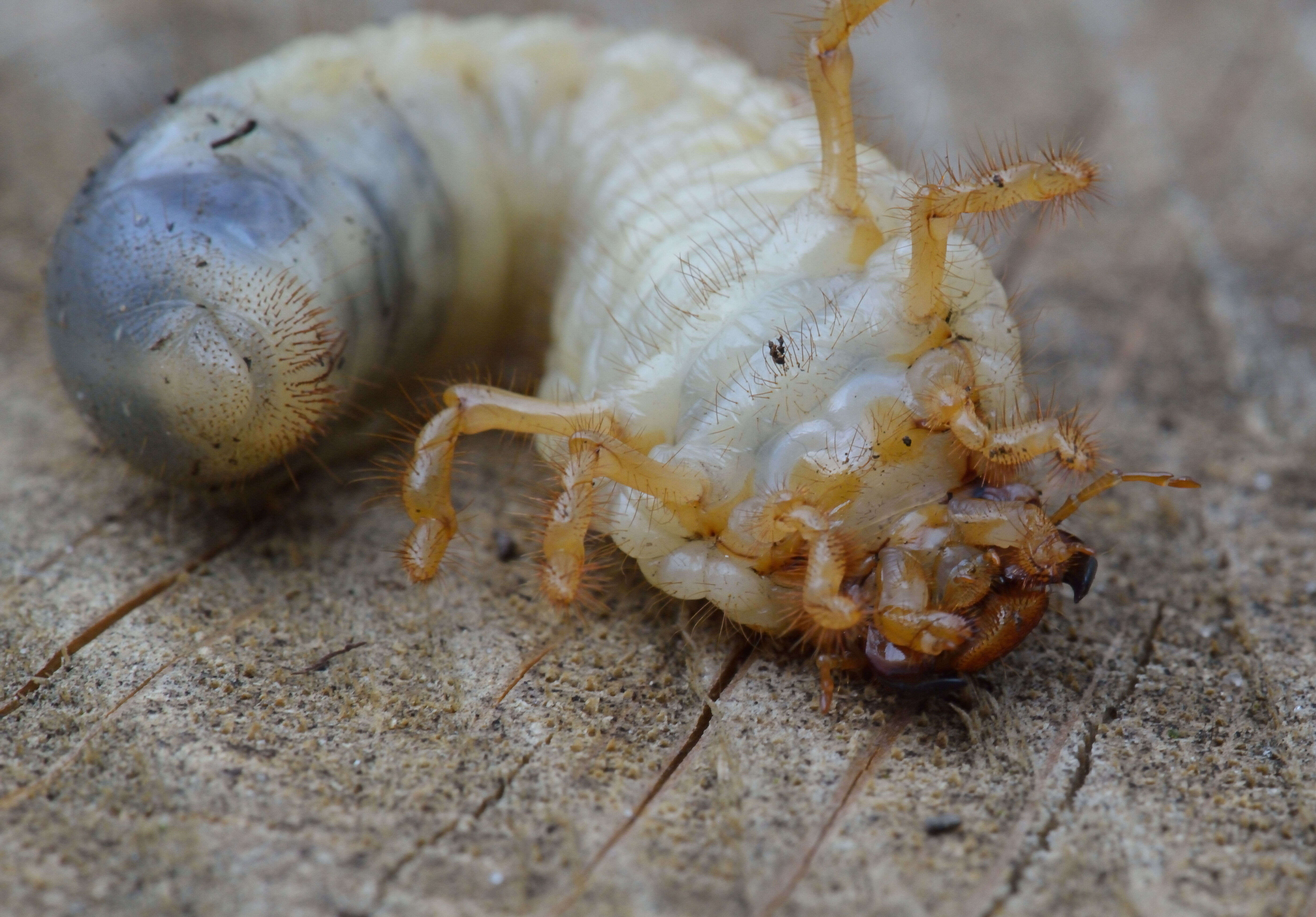 Image of Common cockchafer