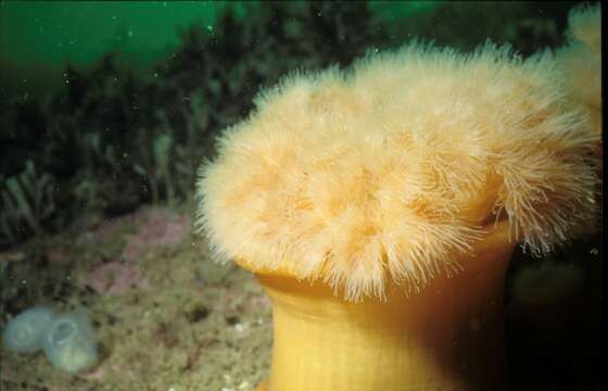 Image of brown sea anemone