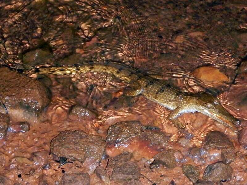 Image of Australian Freshwater Crocodile