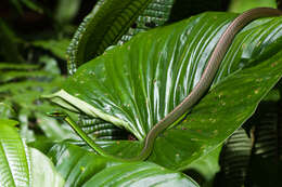 Image of Cope's Parrot Snake