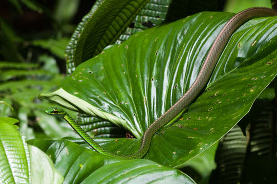 Image of Cope's Parrot Snake