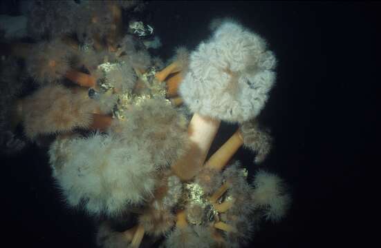 Image of brown sea anemone