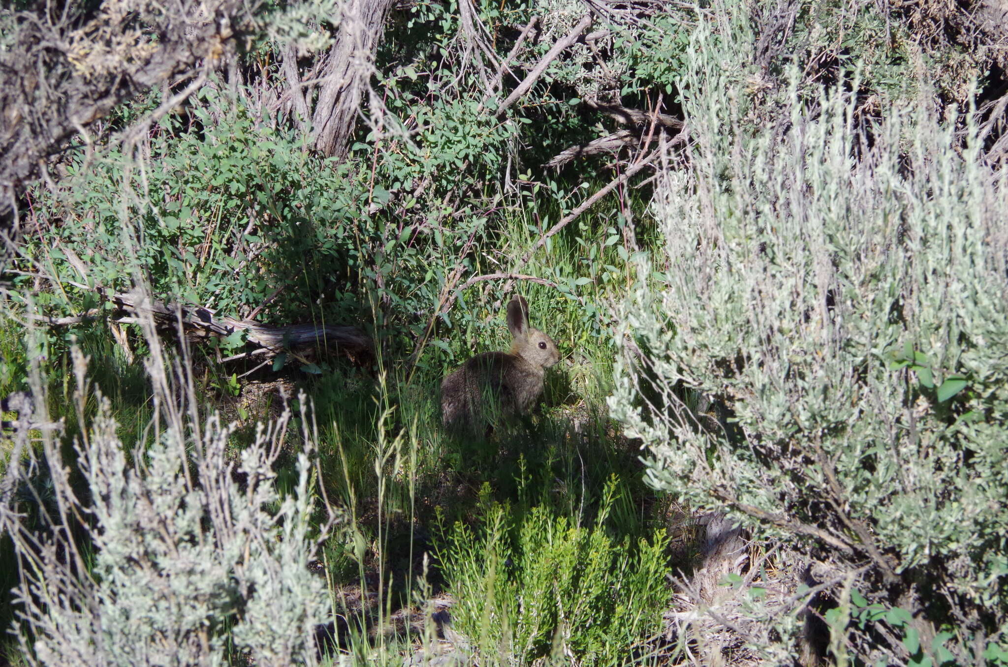 Image of pygmy rabbit