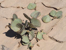 Image of Tetraena stapfii (Schinz) Beier & Thulin