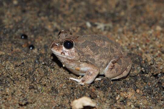 Image of Spencer's Burrowing Frog