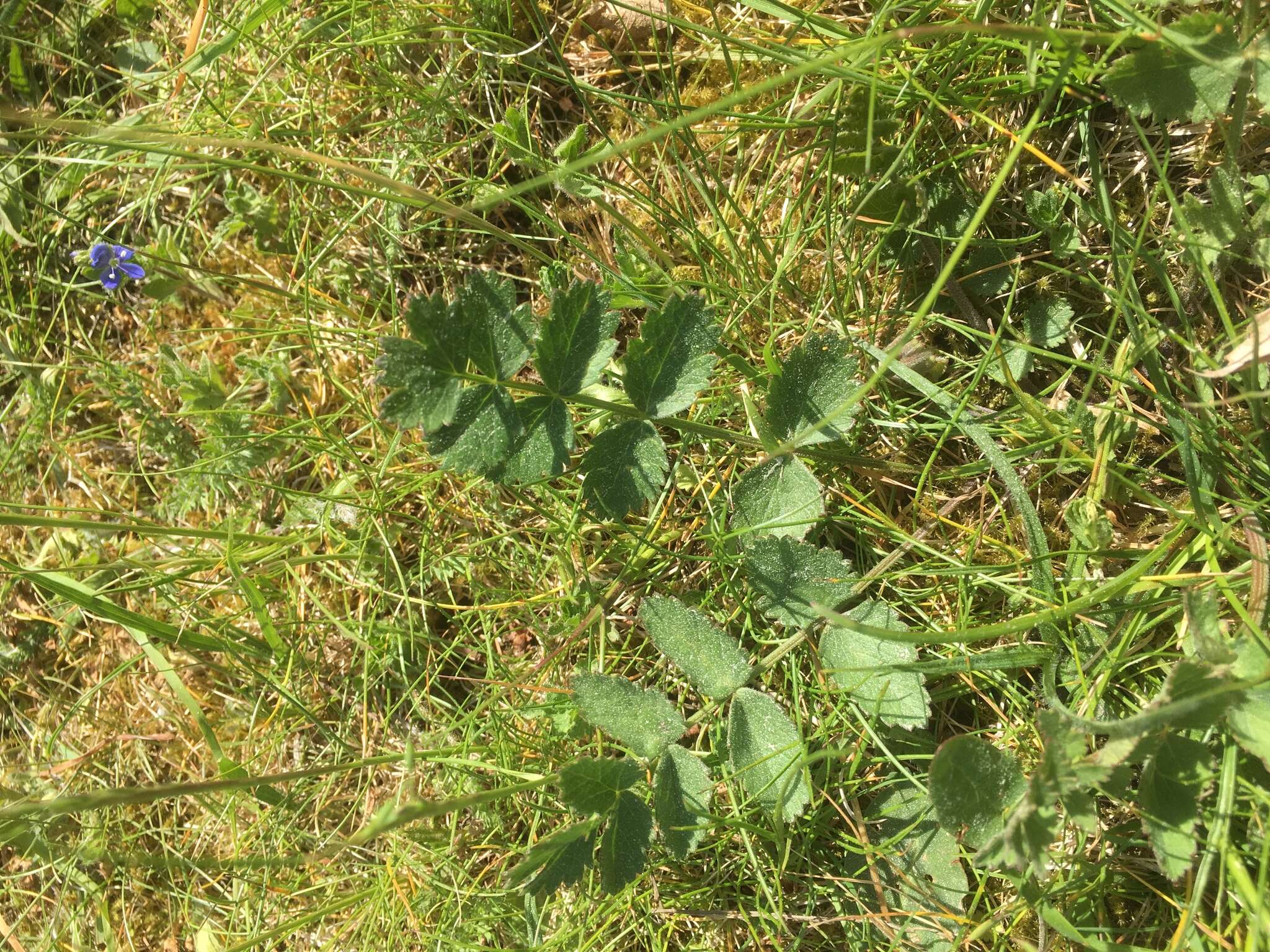 Image of burnet saxifrage