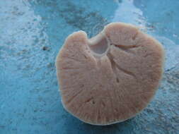 Image of Barrett's horny sponge