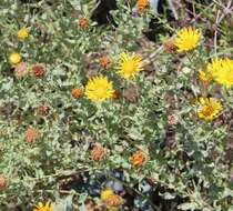 Image of Grindelia inuloides Willd.