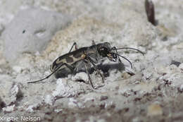 Image of Short-legged Tiger Beetle