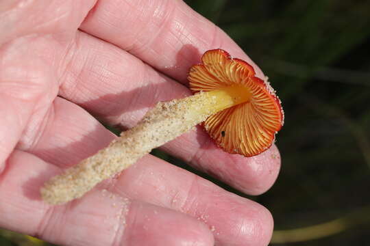 Sivun Hygrocybe conicoides (P. D. Orton) P. D. Orton & Watling 1969 kuva