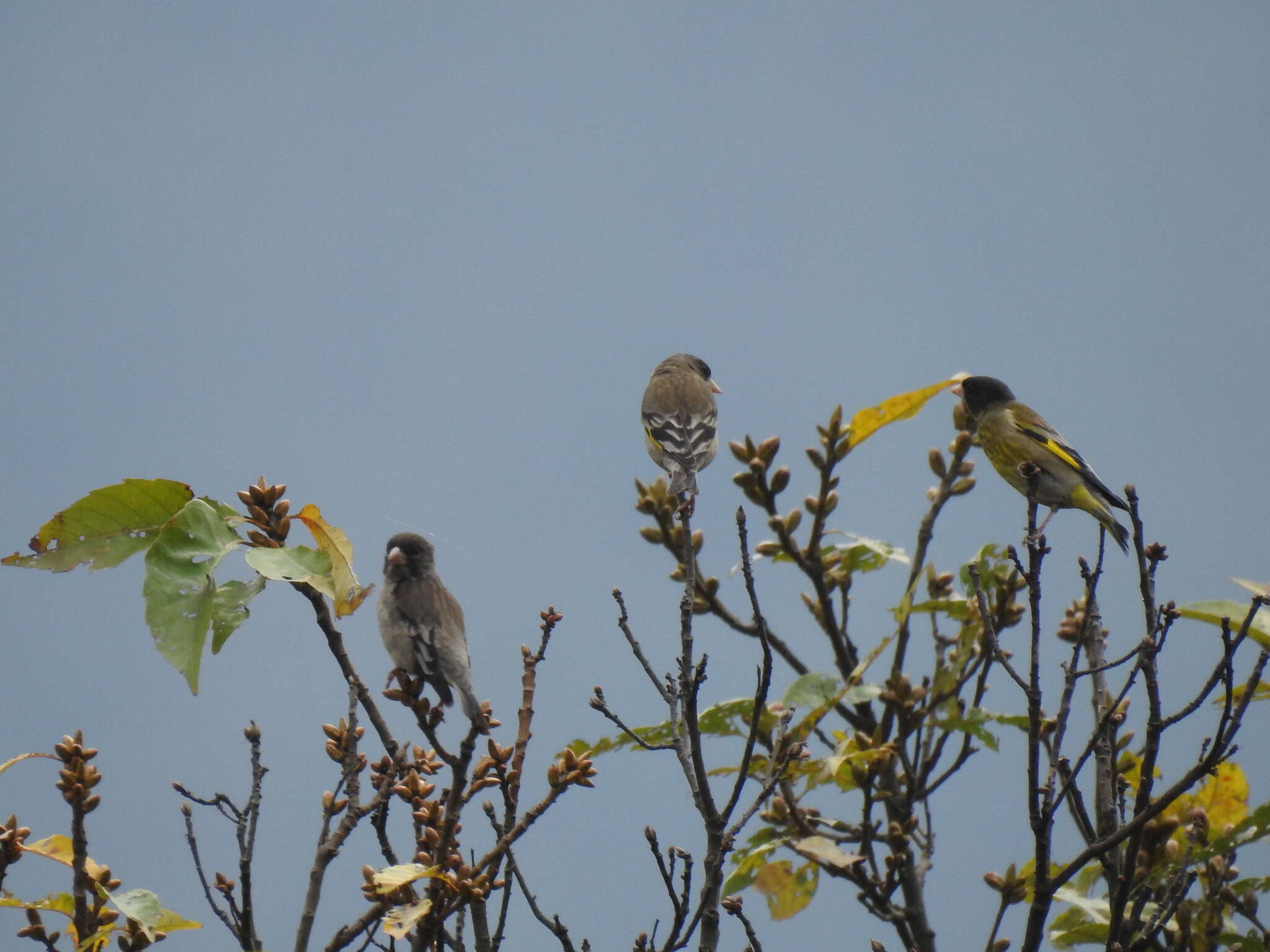 Image of Black-headed Greenfinch