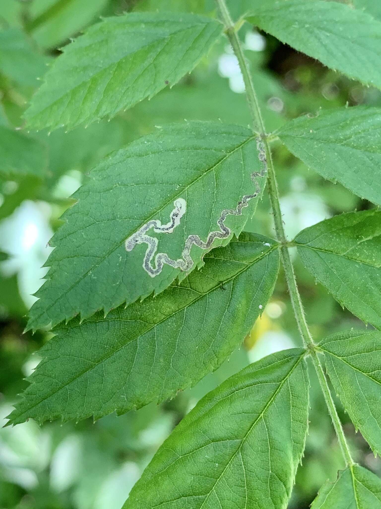 Image of Stigmella rosaefoliella (Clemens 1861) Wilkinson et al. 1979