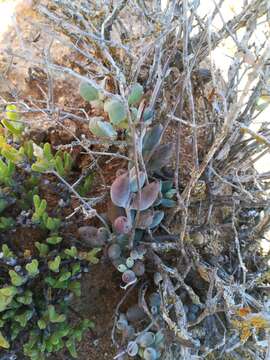 Image of Cotyledon papillaris (L.) L. fil.