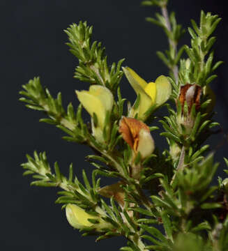 Image of Aspalathus asparagoides subsp. rubrofusca (Eckl. & Zeyh.) R. Dahlgren