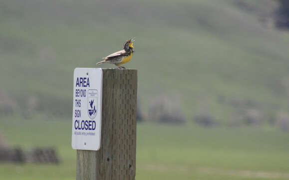 Image of Western Meadowlark