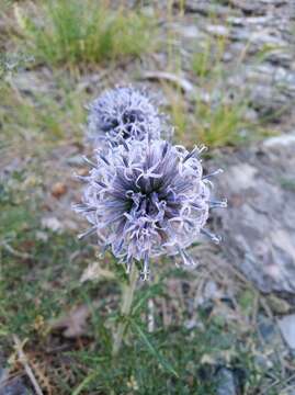 Image of Echinops ritro subsp. ritro