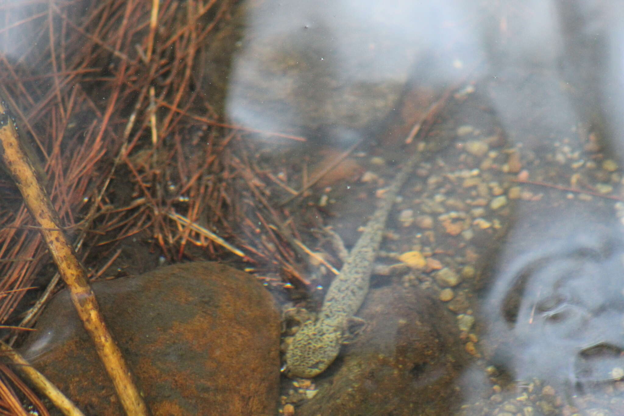 Image of Mountain Stream Siredon