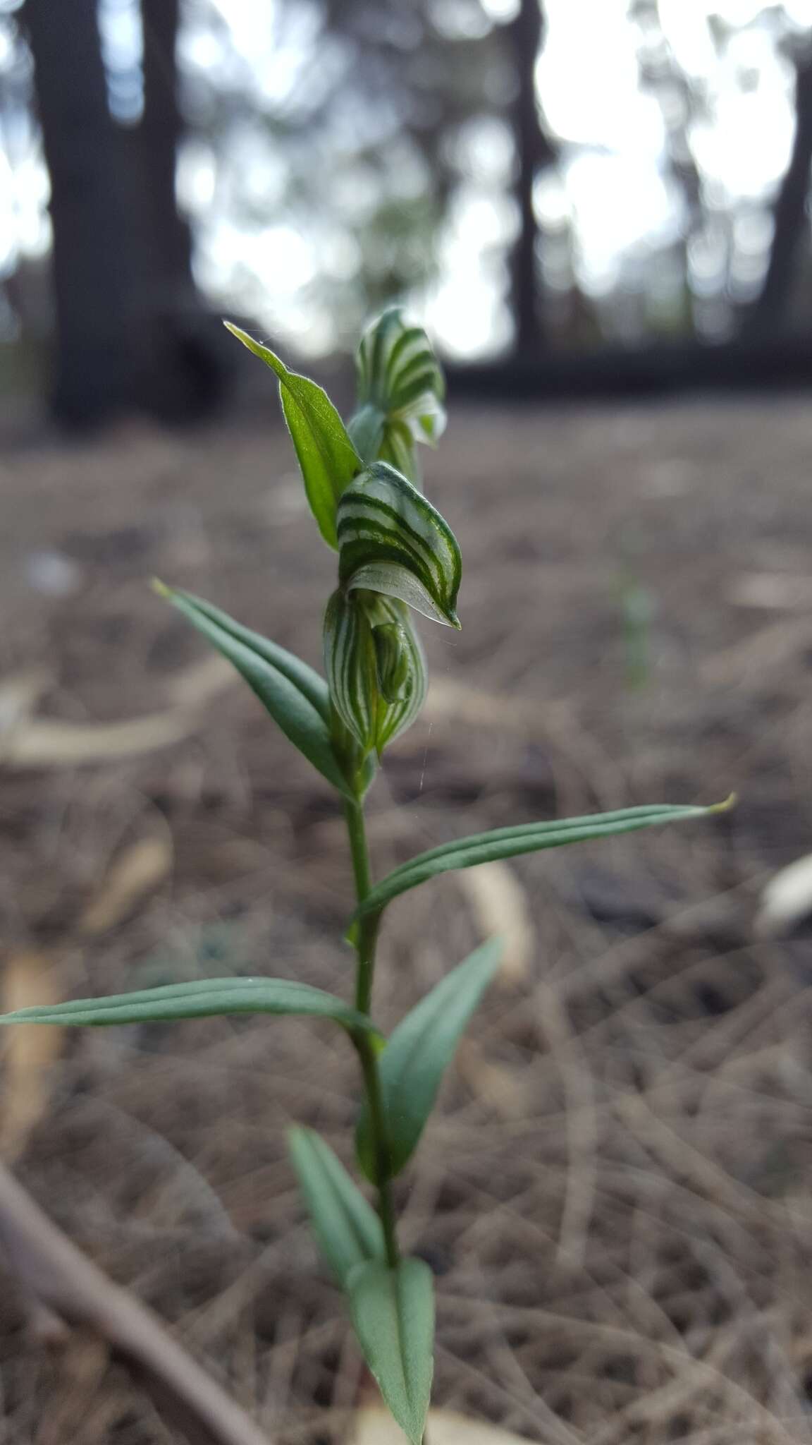 Image of Banded greenhood