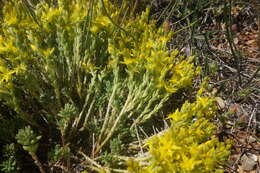 Image of Sedum urvillei DC.