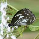 Image of Euploea hewitsonii Felder & Felder 1865