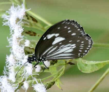 Image of Euploea hewitsonii Felder & Felder 1865