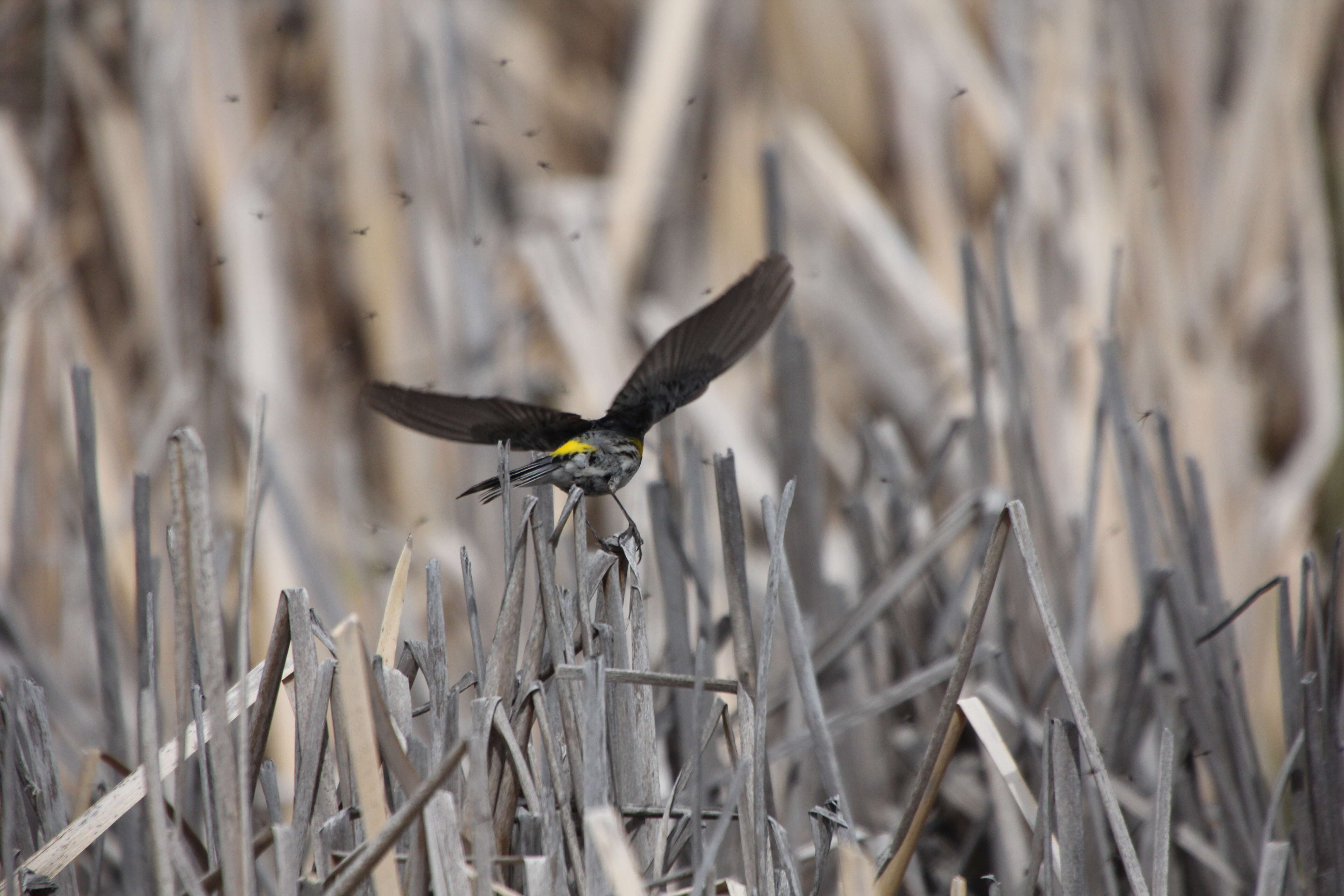 Image of Myrtle Warbler