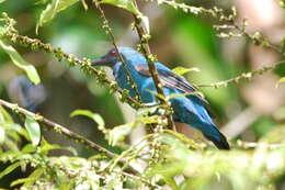 Image of fairy-bluebirds