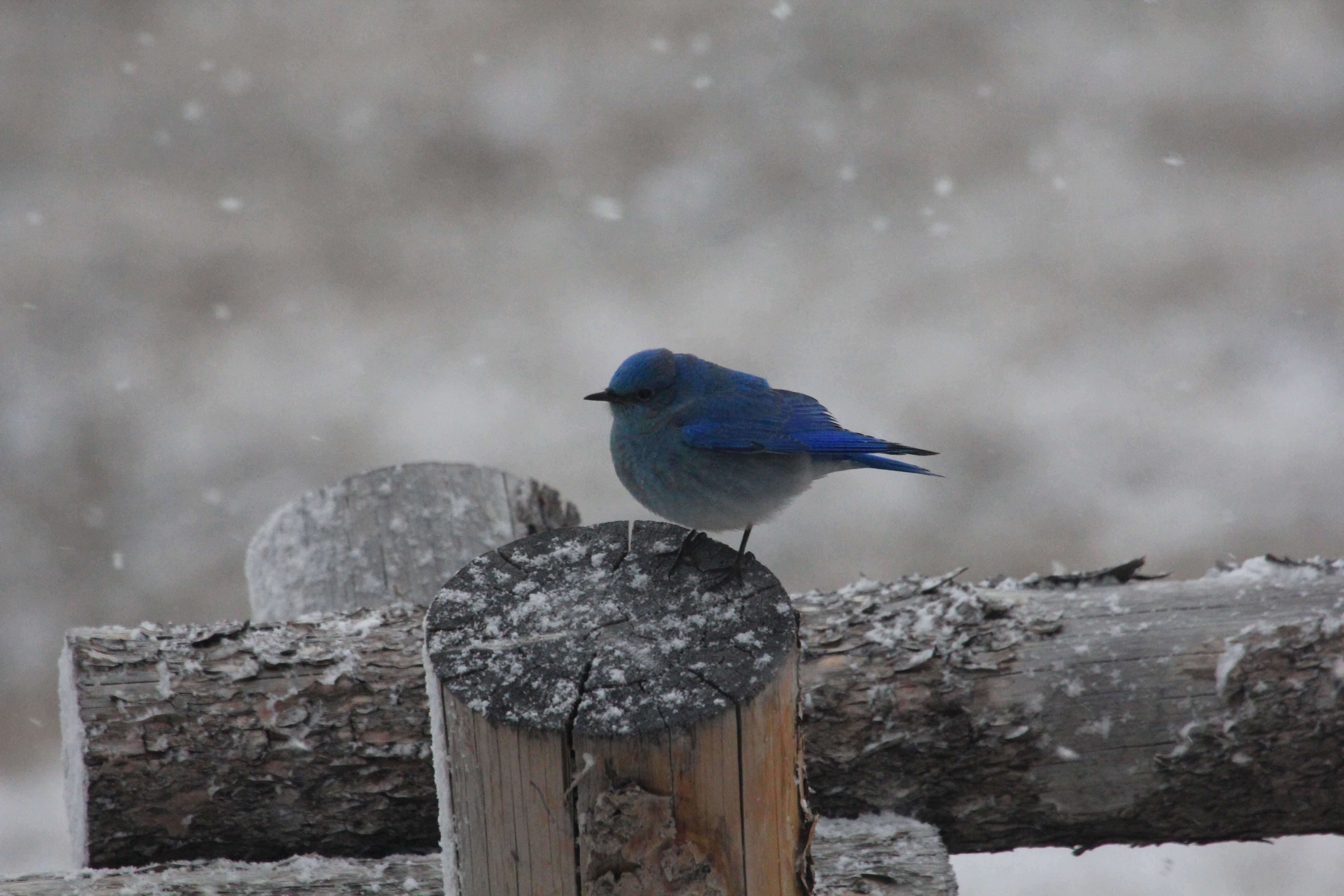 Image of Mountain Bluebird