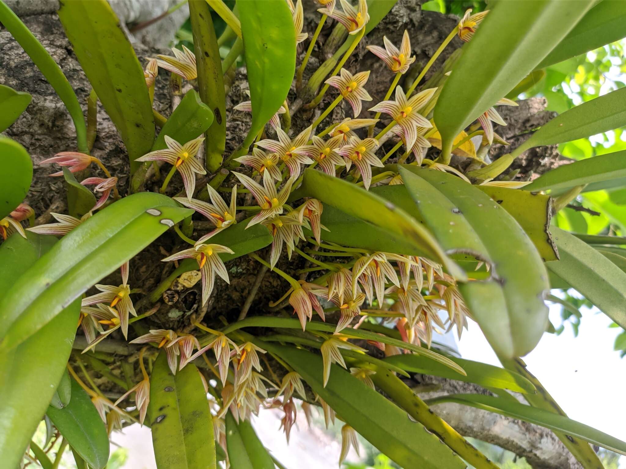 Image of Bulbophyllum affine Wall. ex Lindl.