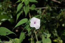 Слика од Ipomoea carnea subsp. fistulosa (Mart. ex Choisy) D. F. Austin