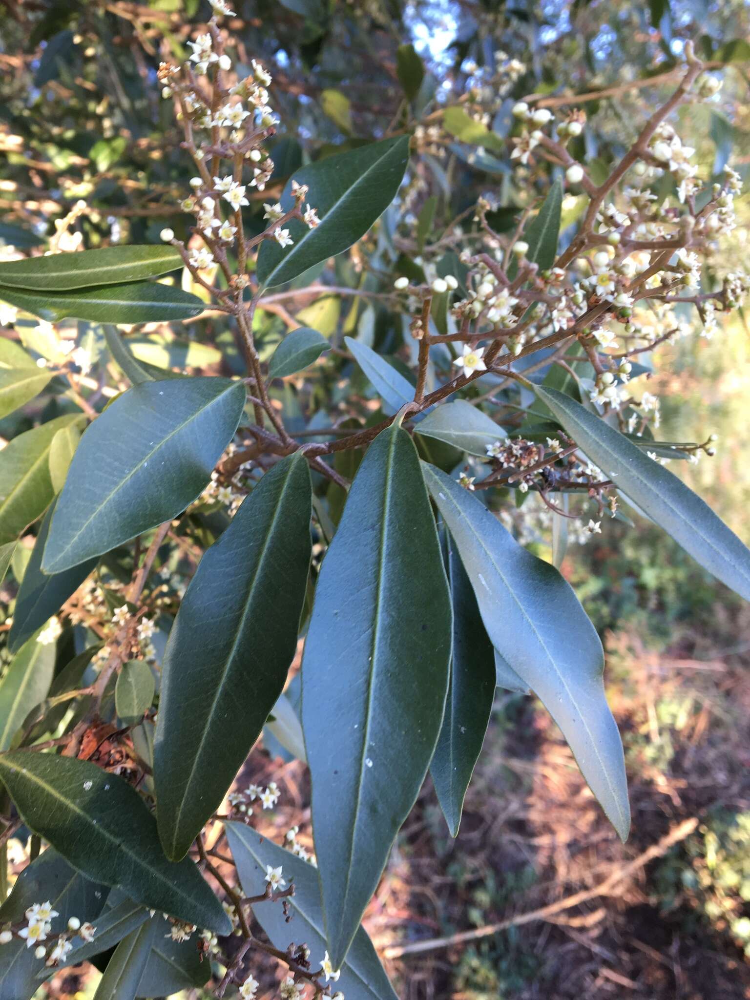 Geijera salicifolia Schott的圖片