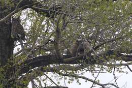 Image of Great Horned Owl