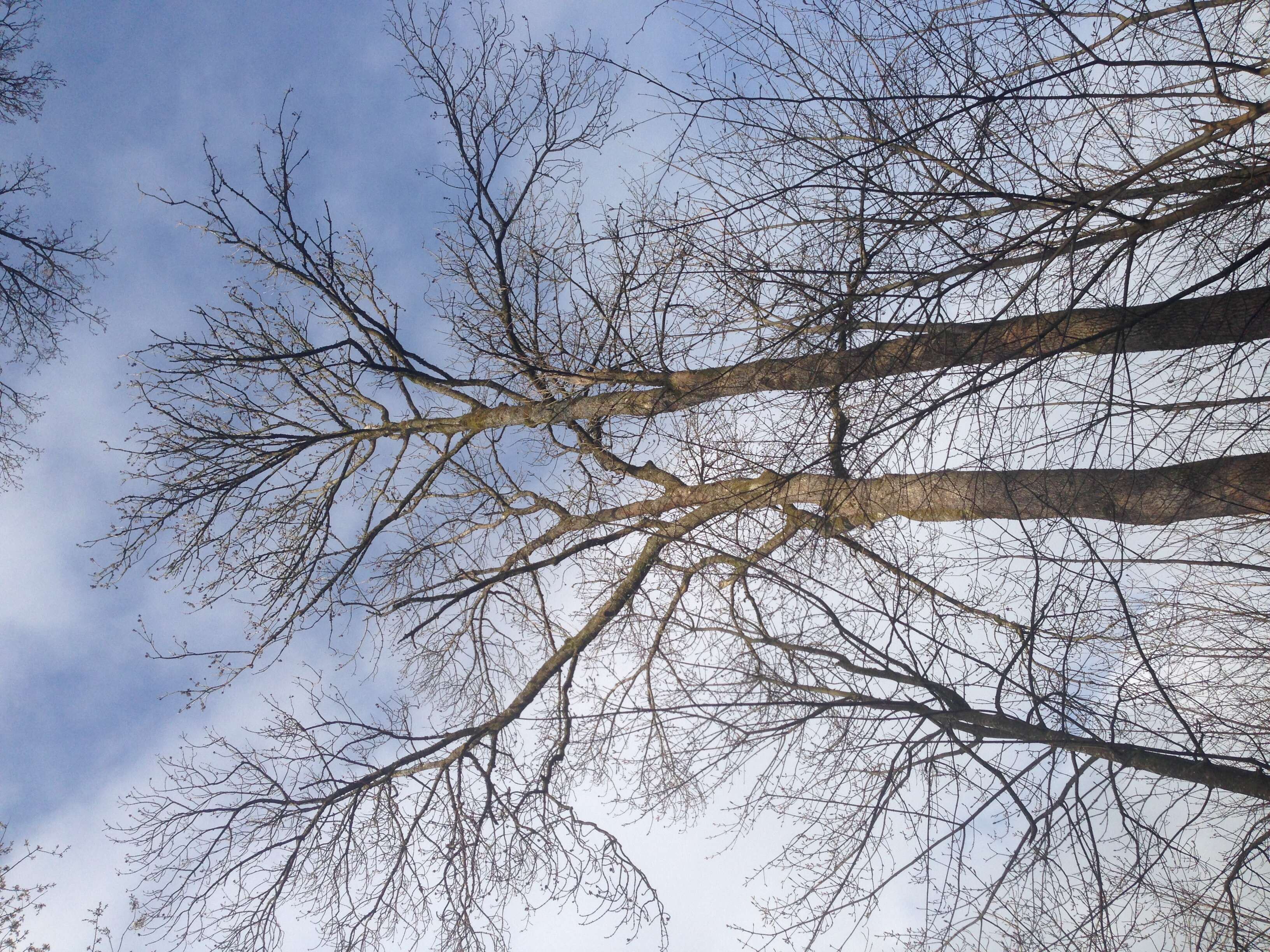 Image of European ash