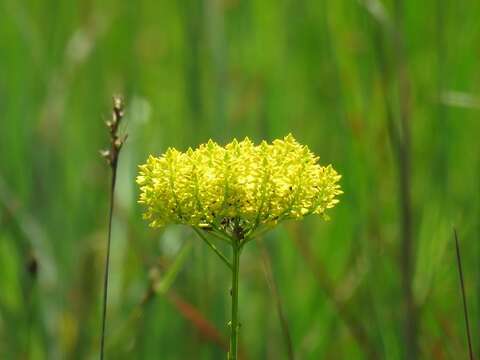 Imagem de Polygala cymosa Walt.