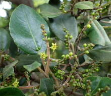 Rhamnus glandulosa Ait. resmi