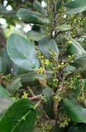 Rhamnus glandulosa Ait. resmi