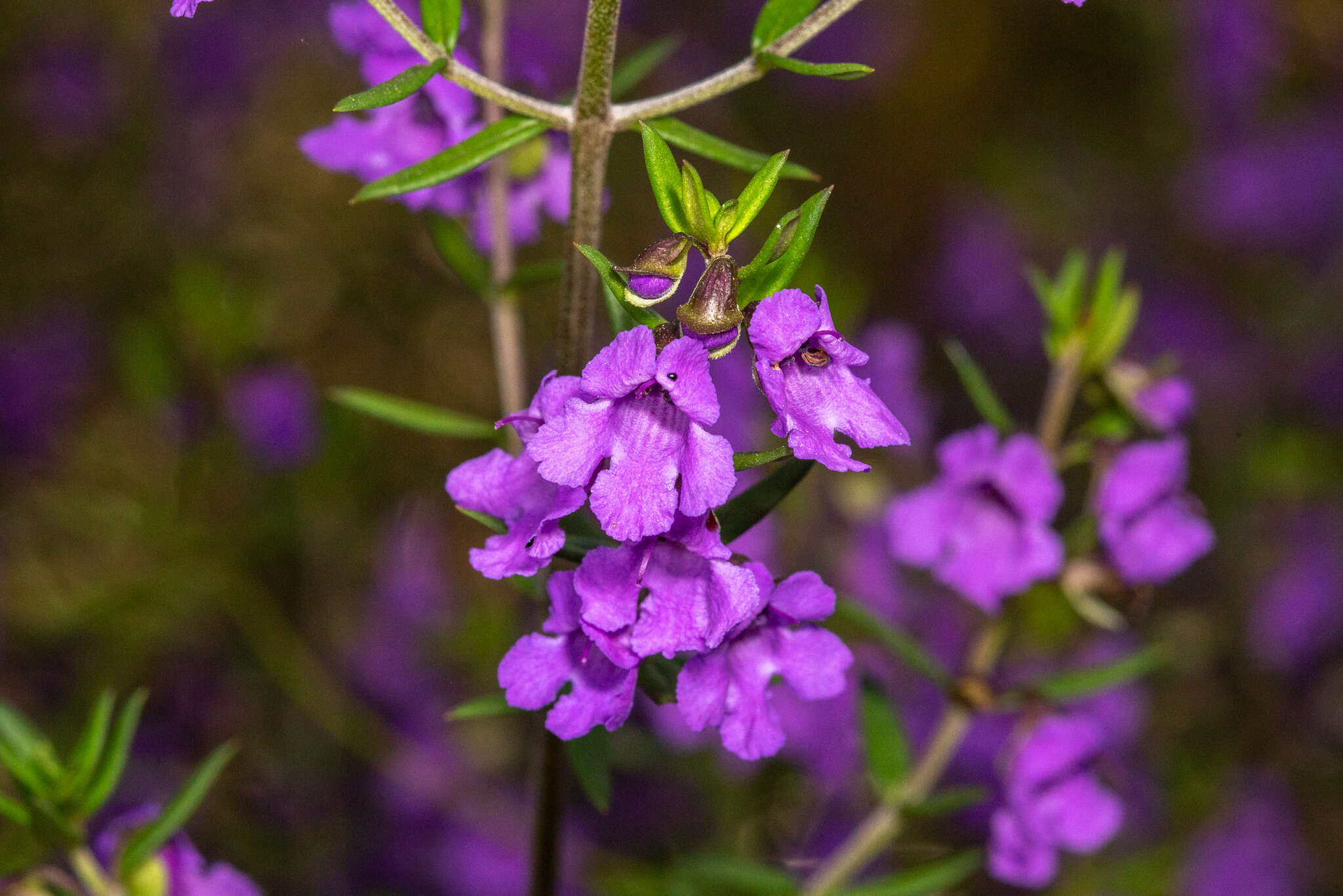 Image of Prostanthera scutellarioides (R. Br.) Druce