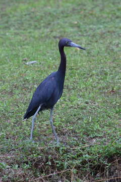 Image of Little Blue Heron