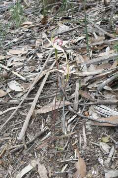 Image of Robust spider orchid