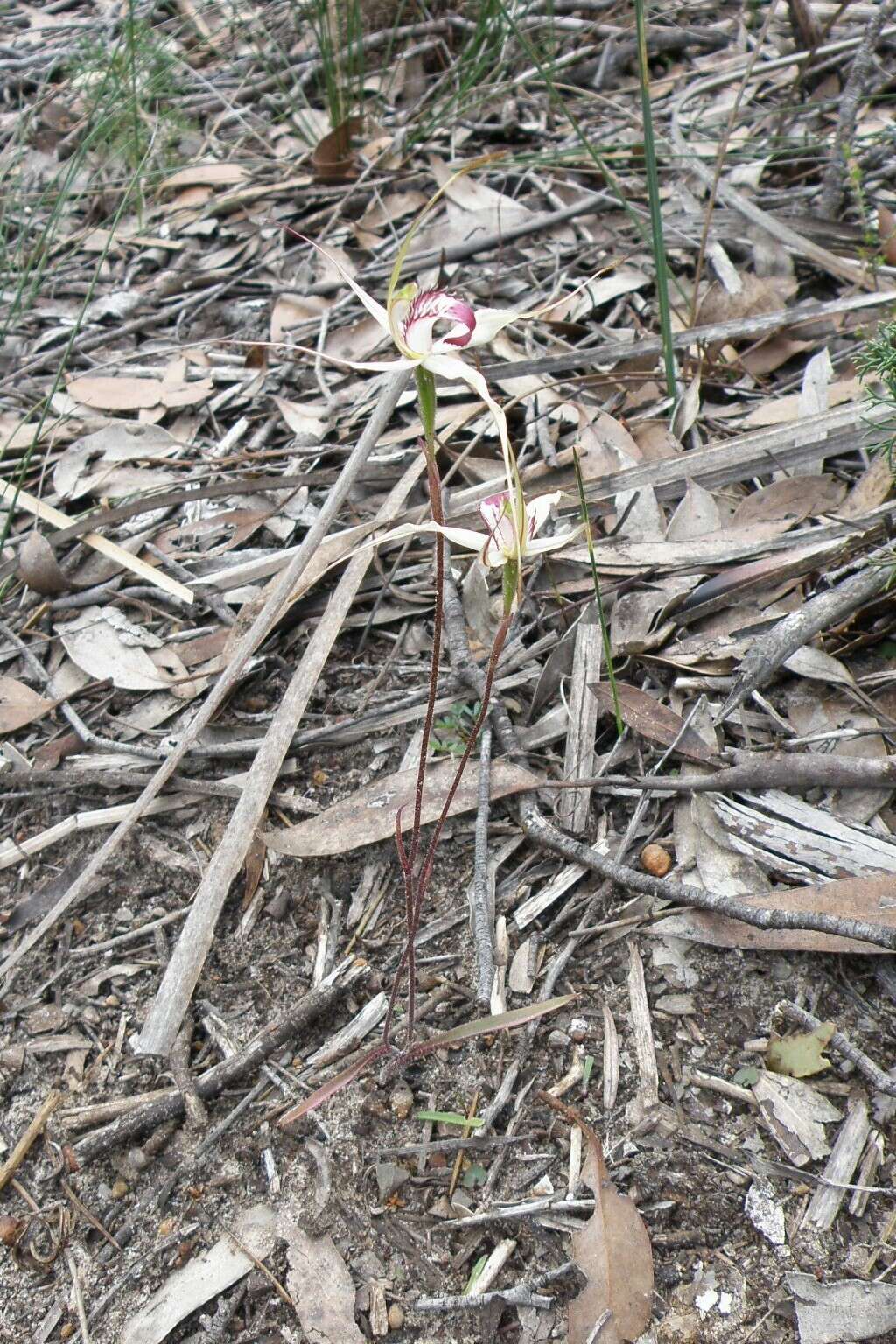 Caladenia valida (Nicholls) M. A. Clem. & D. L. Jones的圖片