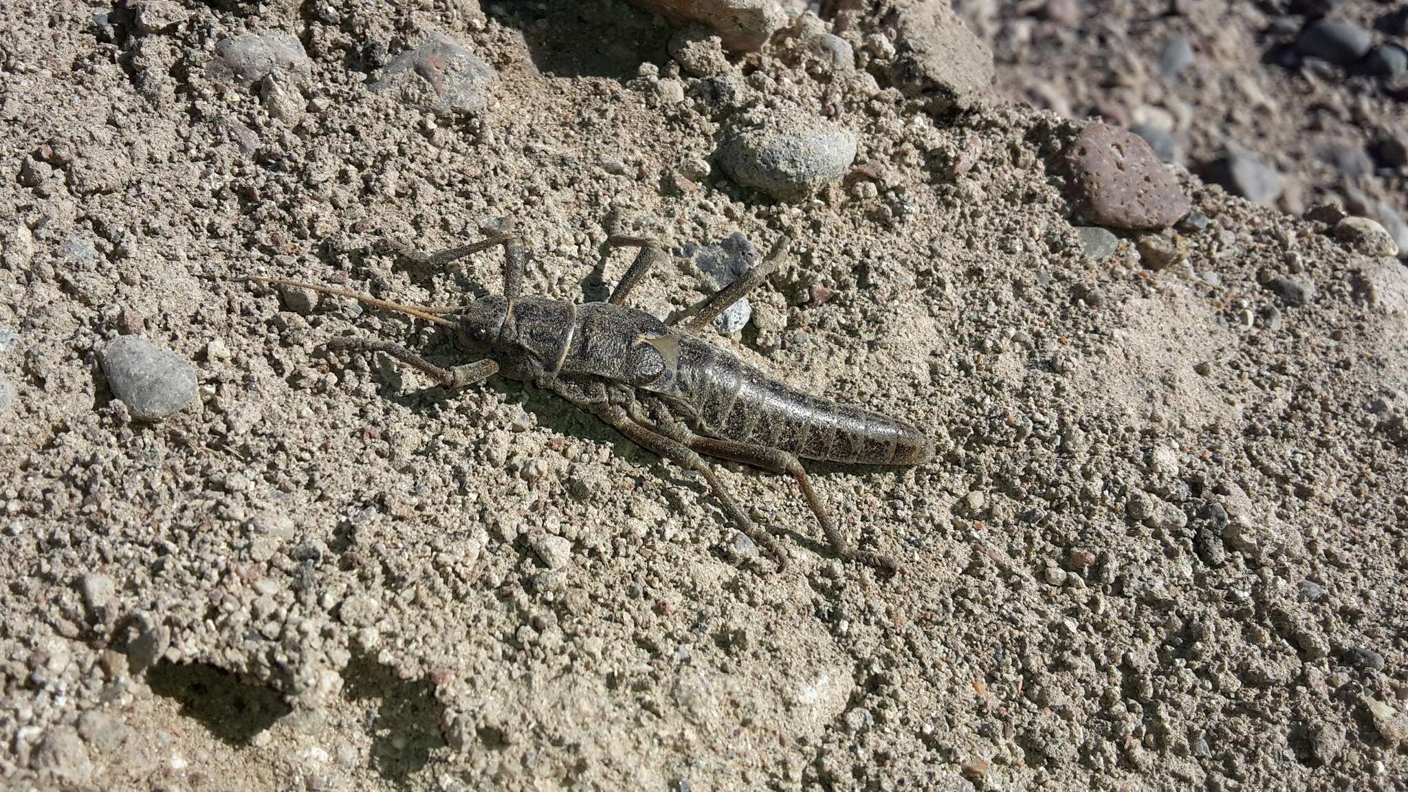 Image of Agathemera millepunctata Redtenbacher 1906