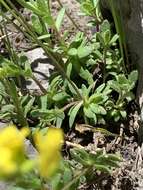 Image of Maguire's draba