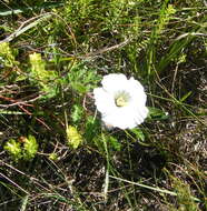 Image of Monsonia emarginata L'Her.