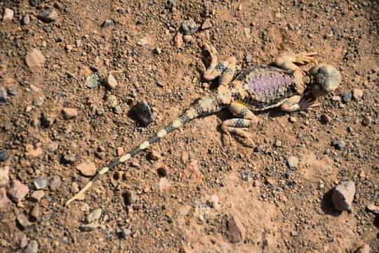 Image of Gray Toadhead Agama