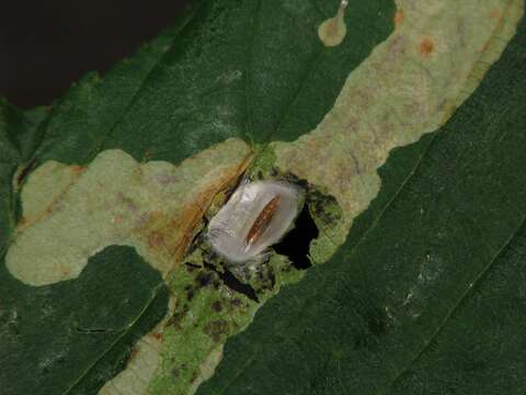 Image of horse-chestnut leaf miner