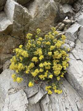 Image de Ericameria obovata (Rydb.) G. L. Nesom